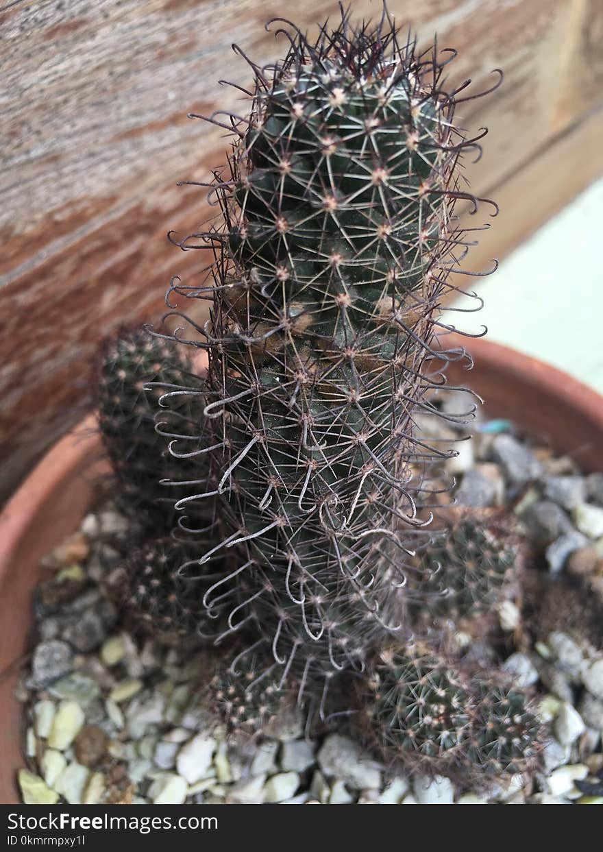 Plant, Cactus, Thorns Spines And Prickles, Flowering Plant