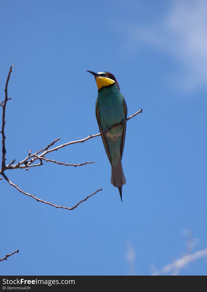 Bird, Fauna, Ecosystem, Beak