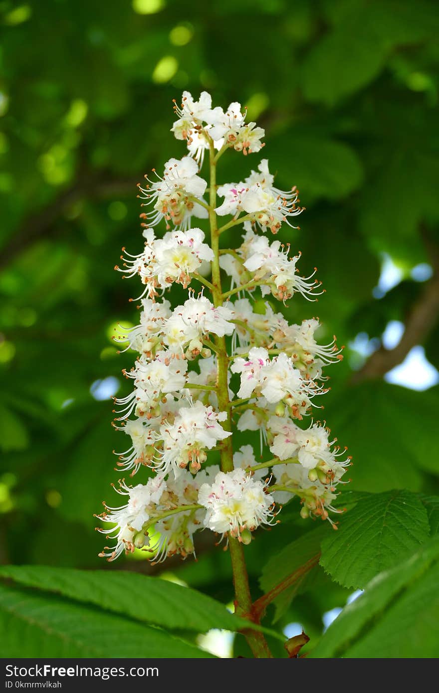 Plant, Flora, Spring, Meadowsweet