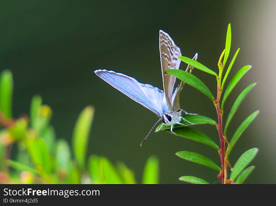 Insect, Moths And Butterflies, Butterfly, Lycaenid