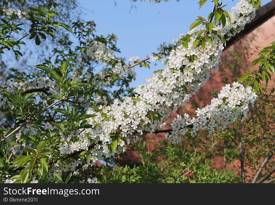 Plant, Spring, Blossom, Tree