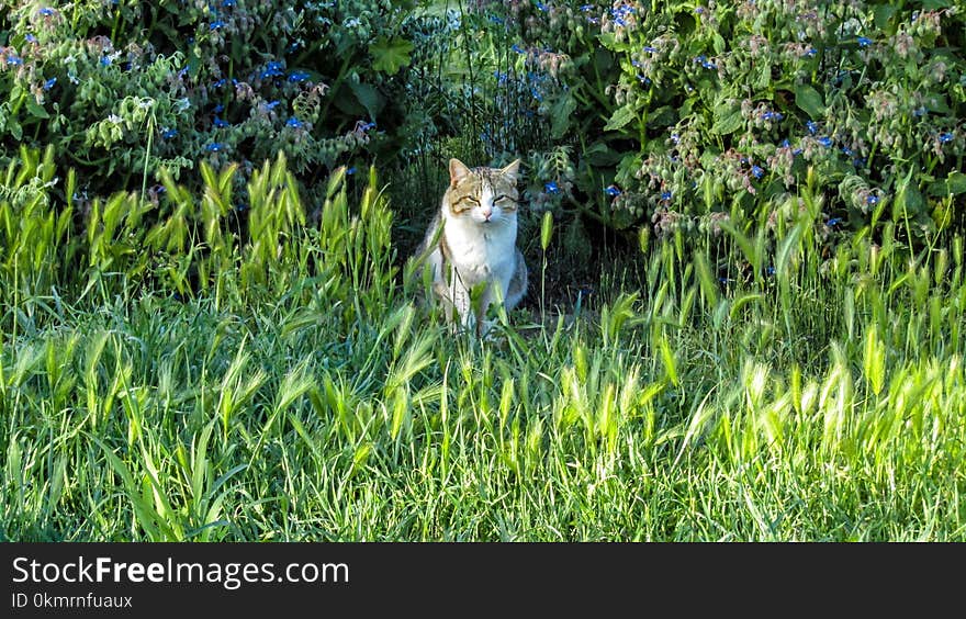 Wildlife, Grass, Ecosystem, Fauna