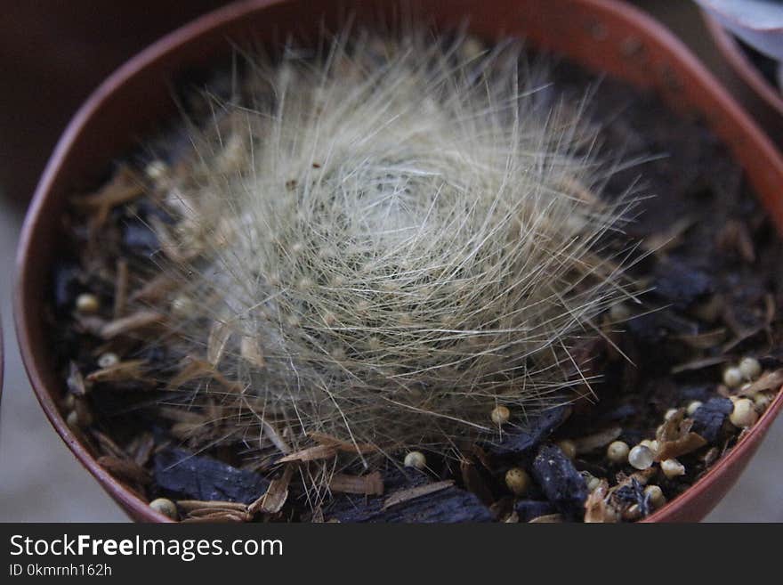 Cactus, Plant, Thorns Spines And Prickles, Caryophyllales