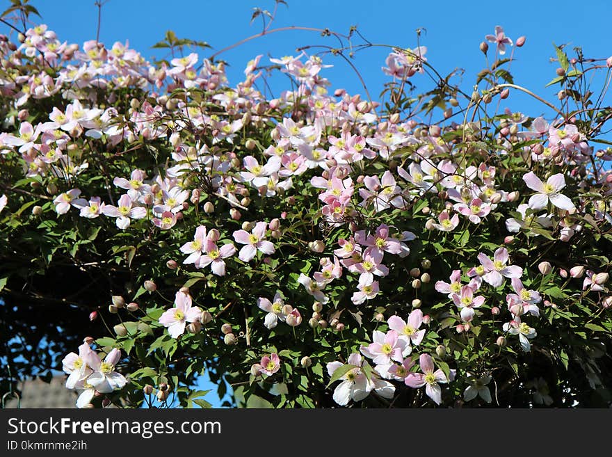 Plant, Flower, Flowering Plant, Flora