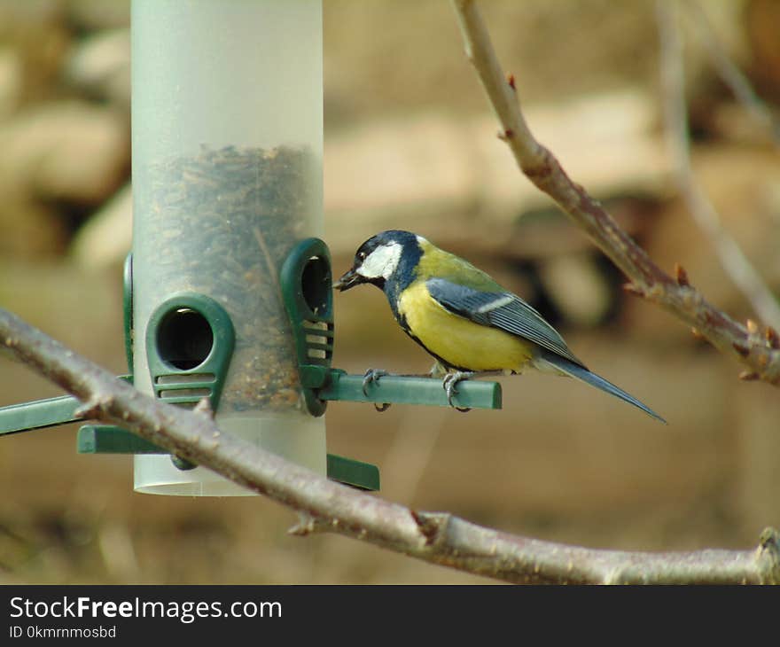 Bird, Fauna, Beak, Perching Bird