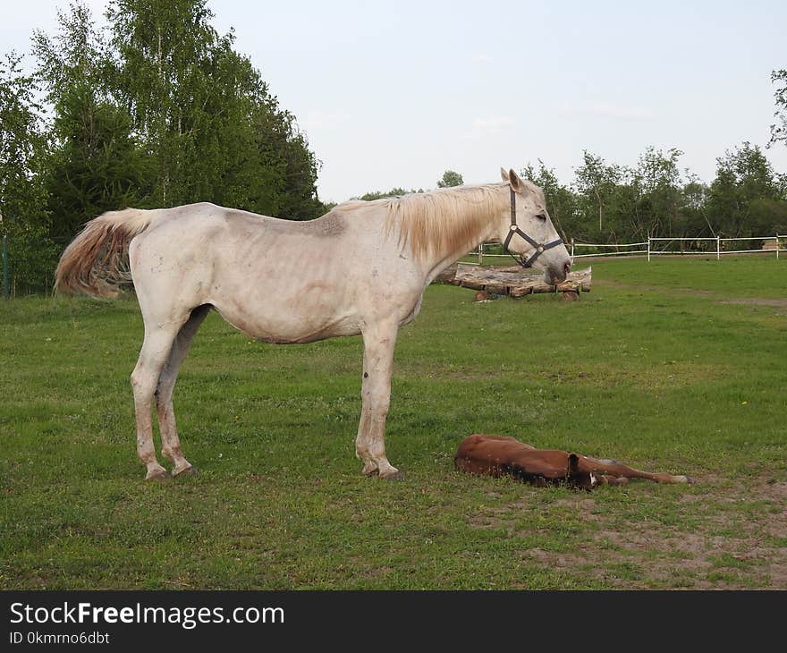 Horse, Pasture, Mare, Horse Like Mammal