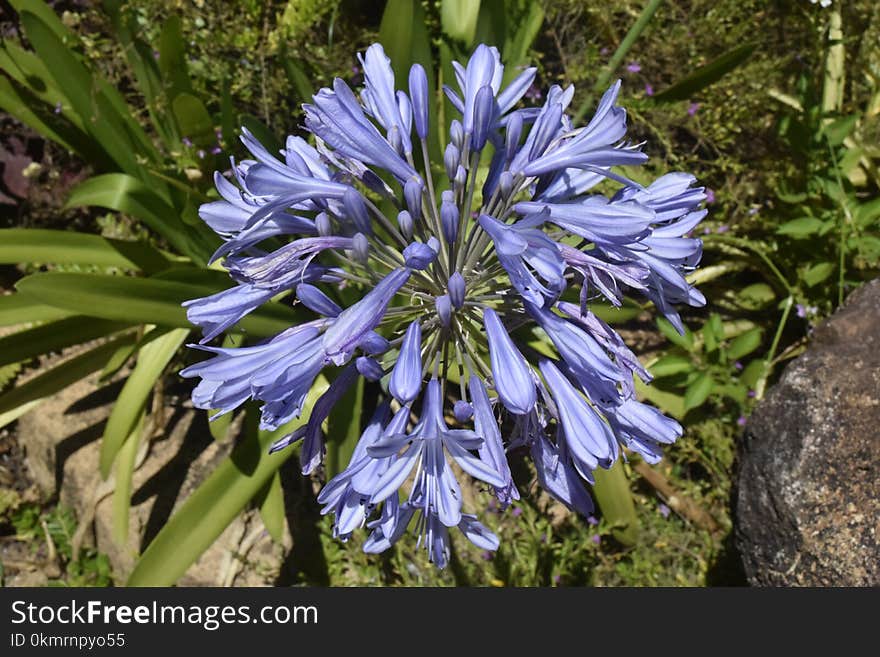 Plant, Flower, Flora, Camas