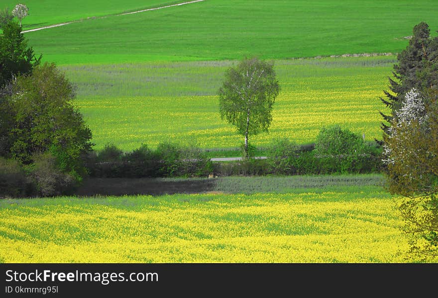 Grassland, Field, Ecosystem, Pasture