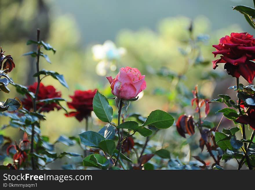 Flower, Plant, Rose Family, Rose