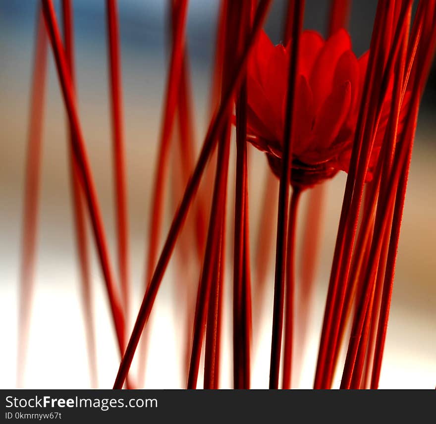 Red, Close Up, Line, Plant Stem