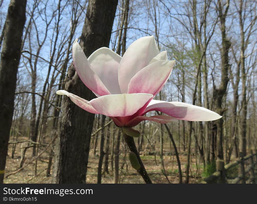 Flower, Plant, Flowering Plant, Pink