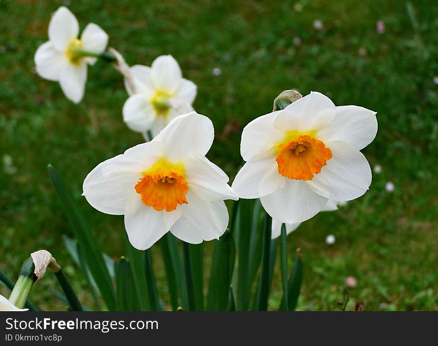 Flower, Flowering Plant, Plant, Narcissus