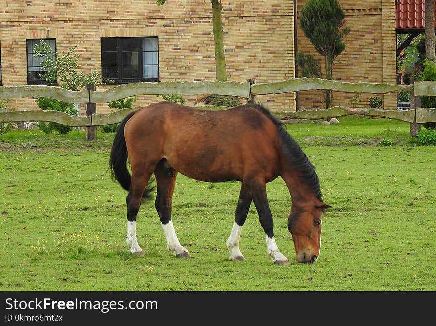 Horse, Grazing, Pasture, Mare