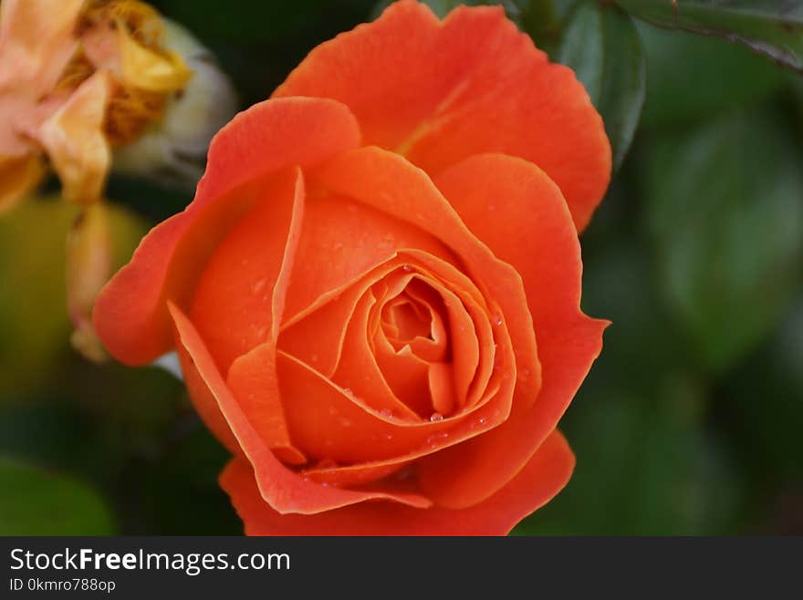 Rose, Flower, Rose Family, Floribunda