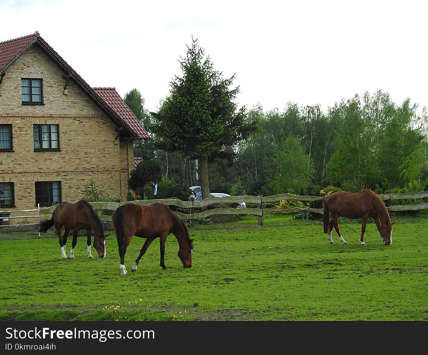 Pasture, Grazing, Horse, Mare