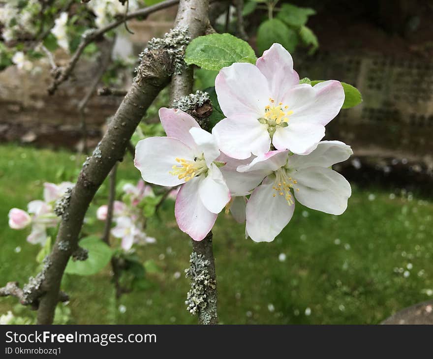 Blossom, Spring, Flower, Flora