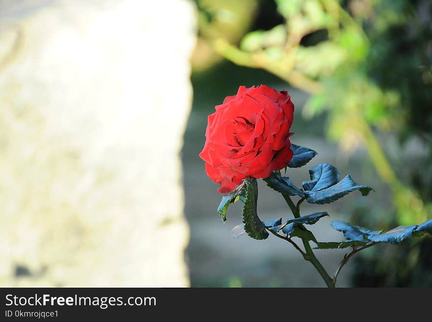 Flower, Rose, Rose Family, Flowering Plant