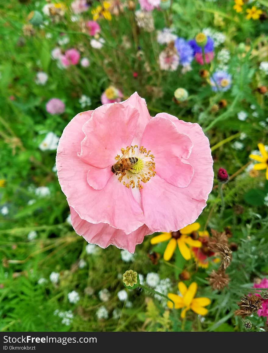 Flower, Wildflower, Flora, Flowering Plant