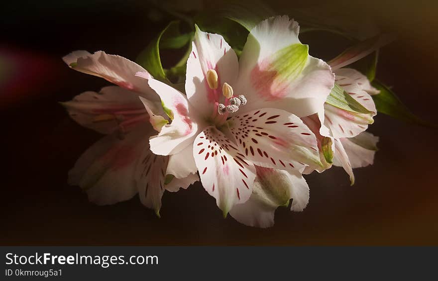 Flower, White, Plant, Pink