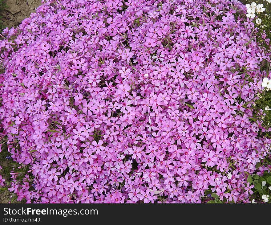 Flower, Plant, Pink, Purple