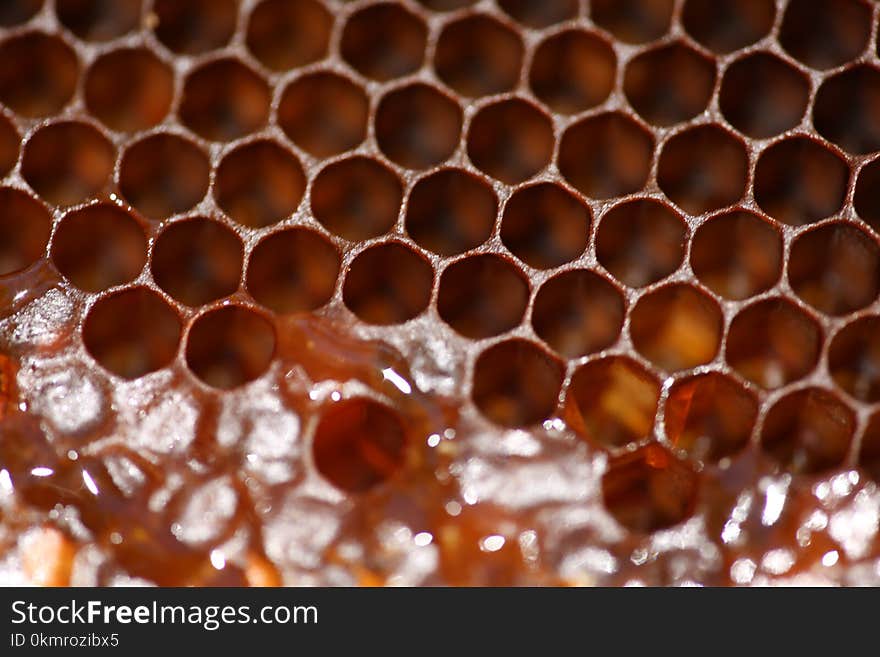 Honeycomb, Honey Bee, Membrane Winged Insect, Pattern