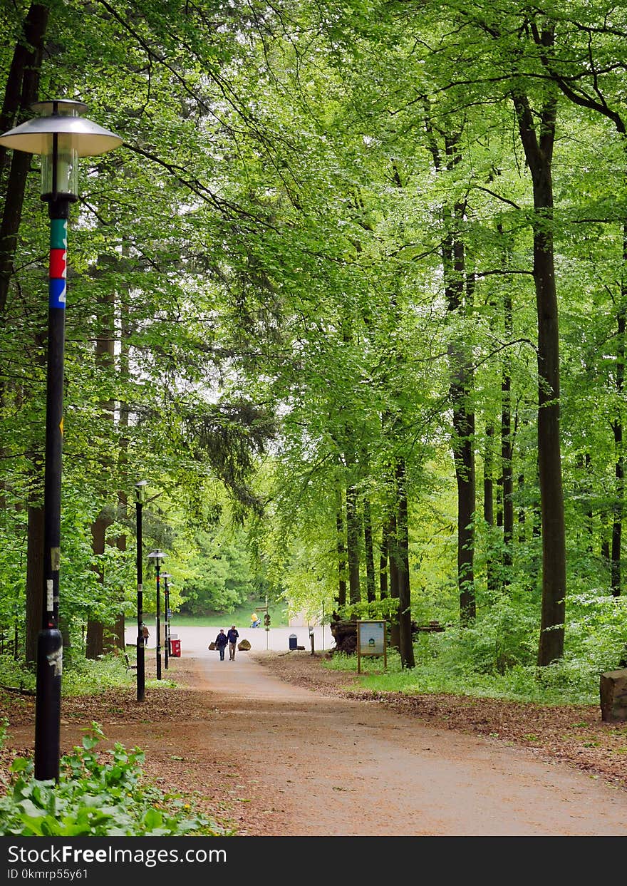 Green, Path, Nature, Tree