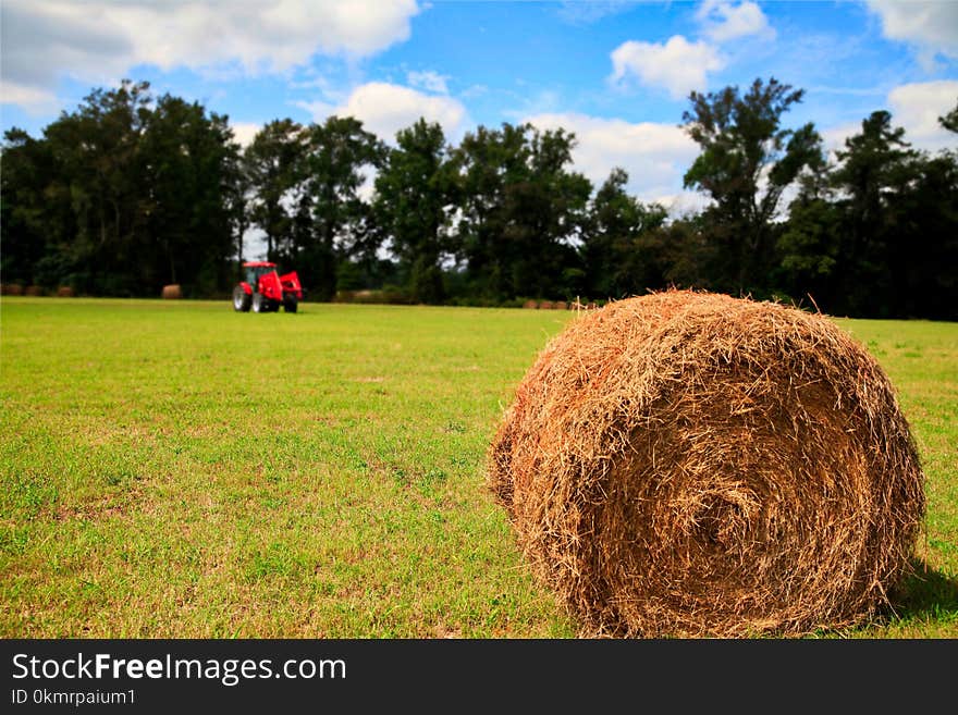 Hay, Field, Grassland, Grass