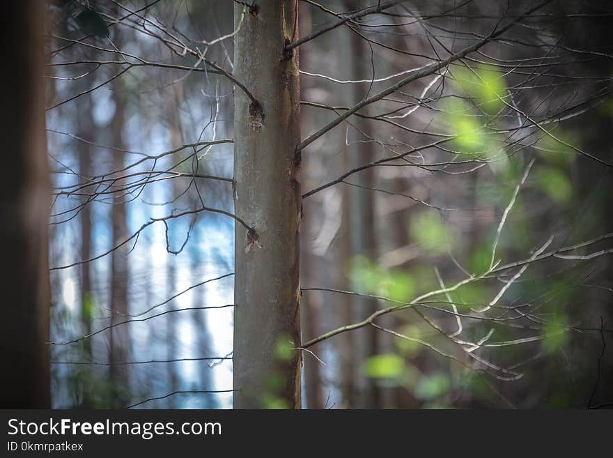 Branch, Tree, Leaf, Woody Plant