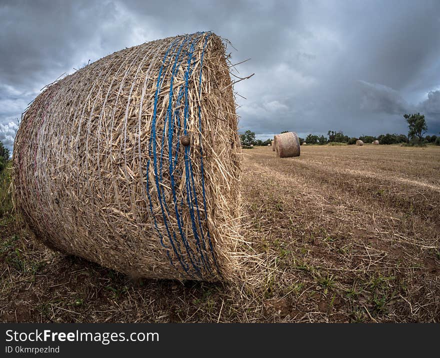 Hay, Field, Straw, Agriculture