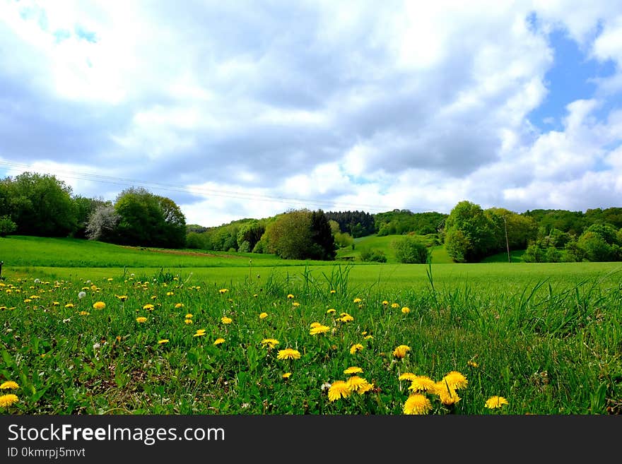 Grassland, Meadow, Sky, Field