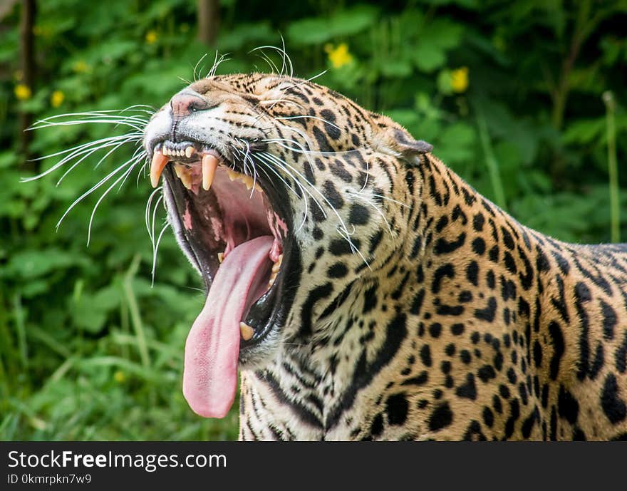 Terrestrial Animal, Wildlife, Jaguar, Leopard