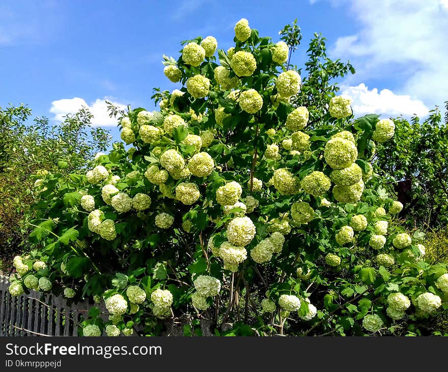 Plant, Viburnum, Flower, Nannyberry