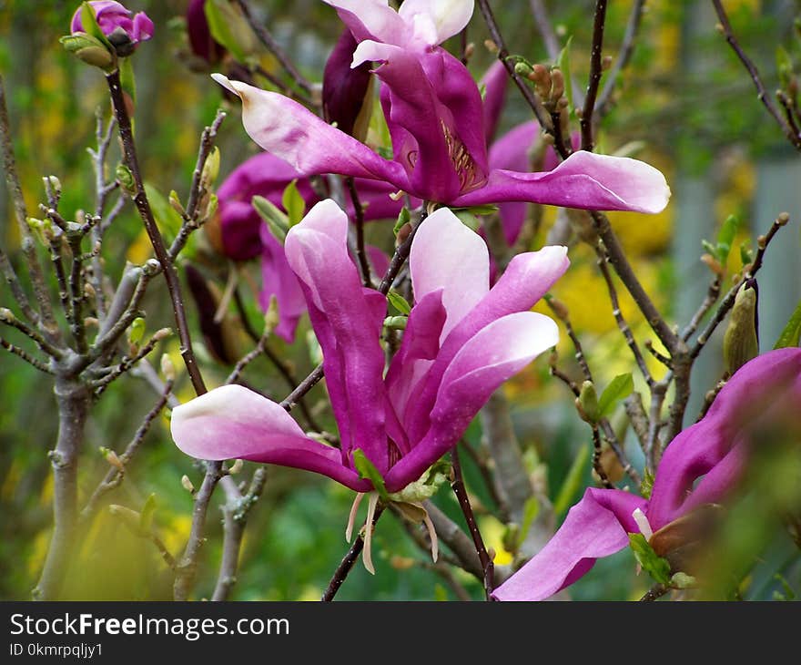 Flower, Plant, Flora, Flowering Plant