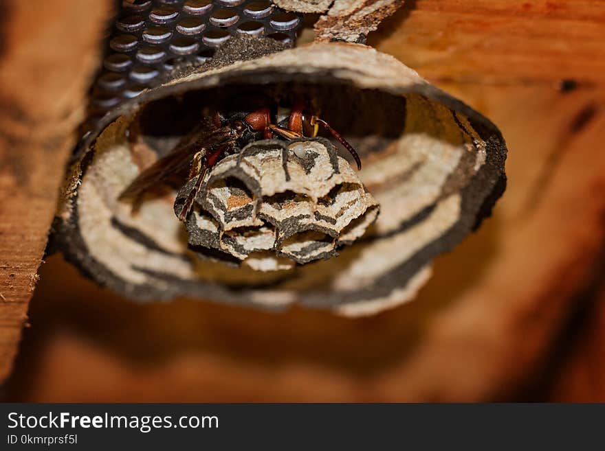 Macro Photography, Membrane Winged Insect, Close Up, Invertebrate