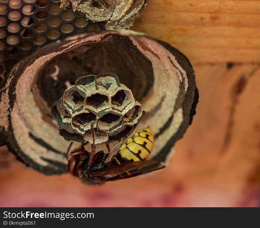 Fauna, Membrane Winged Insect, Wasp, Serpent