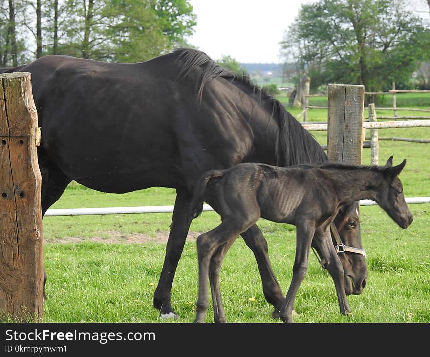 Horse, Mare, Pasture, Foal