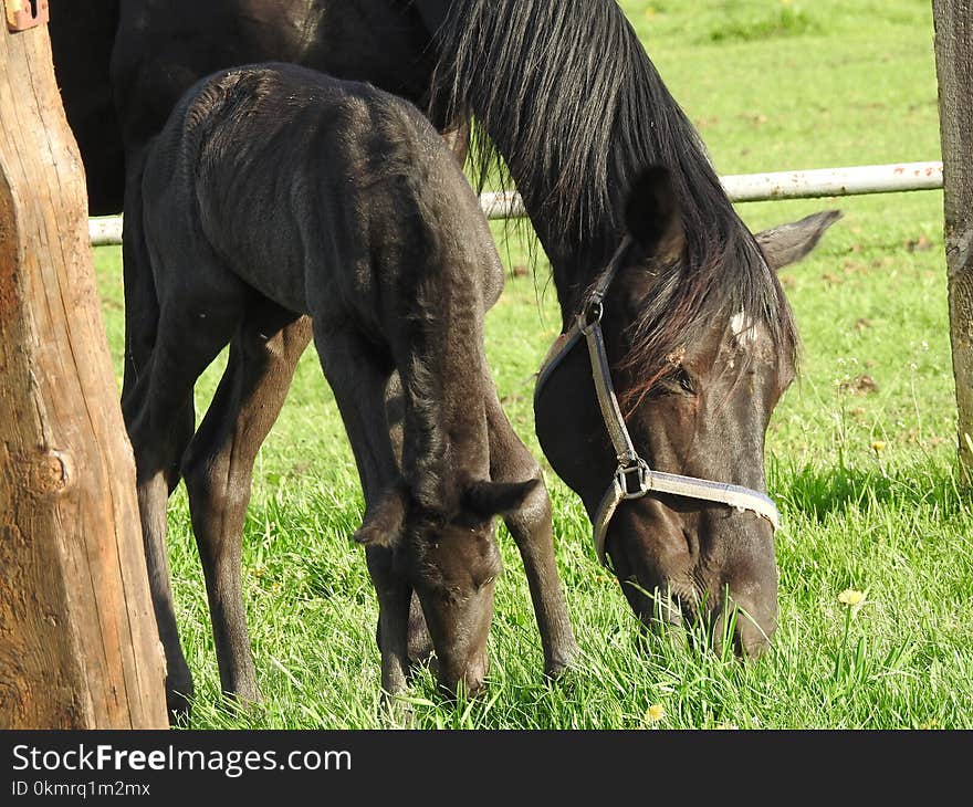 Horse, Pasture, Fauna, Horse Like Mammal