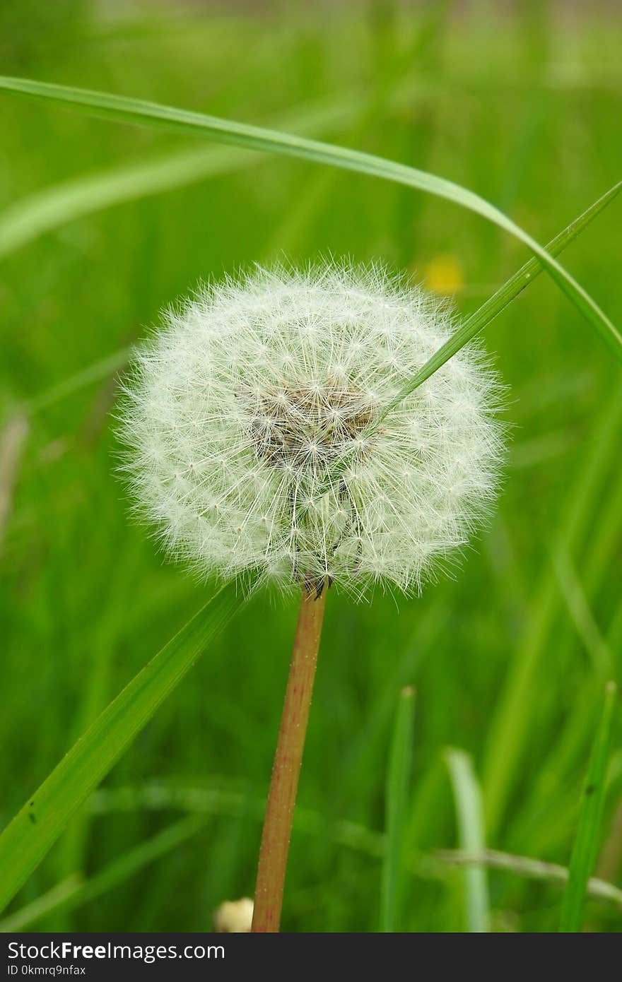 Dandelion, Flower, Grass, Flora