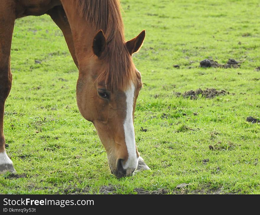 Horse, Grassland, Pasture, Grazing