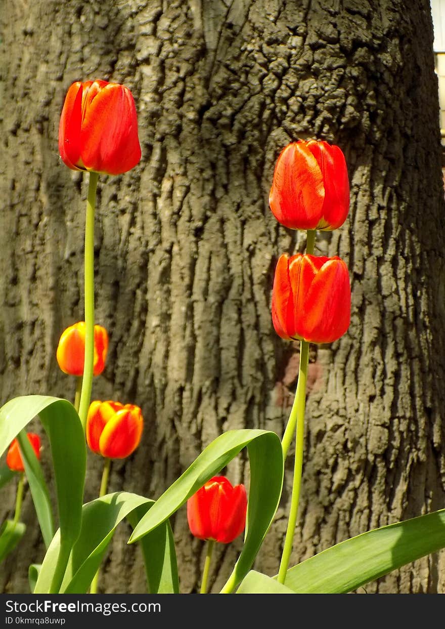 Flower, Flowering Plant, Tulip, Plant