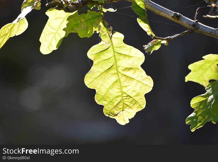 Leaf, Plant, Tree, Branch