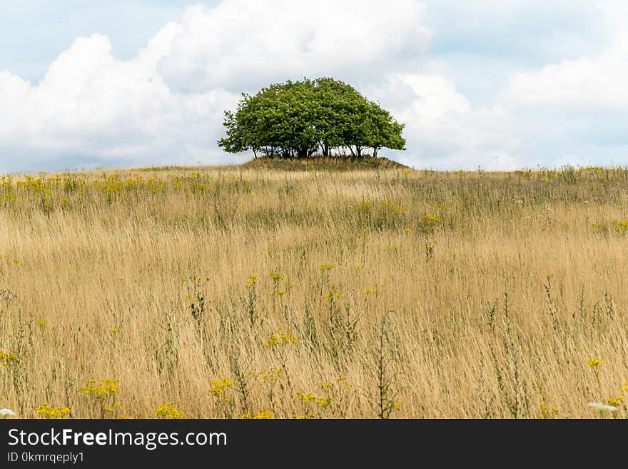 Grassland, Ecosystem, Prairie, Vegetation