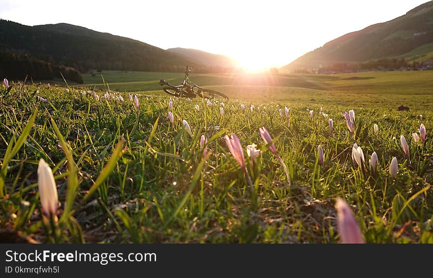 Field, Grassland, Wildflower, Meadow