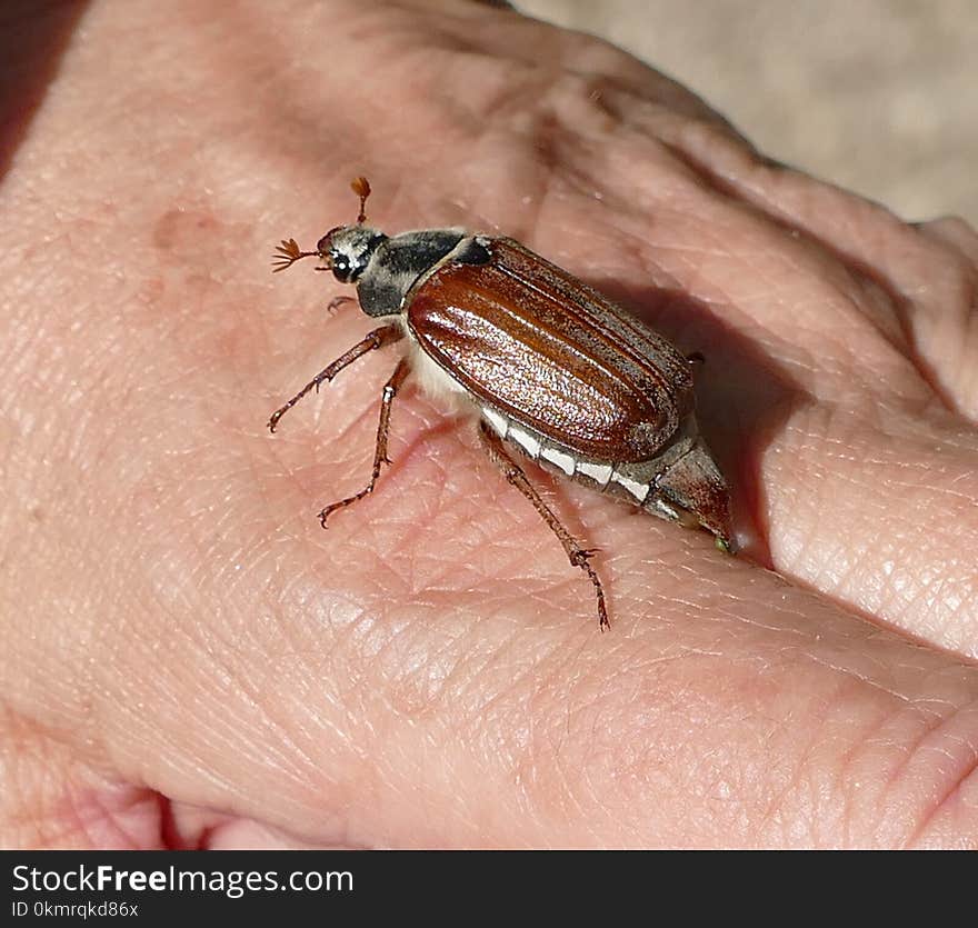 Insect, Fauna, Invertebrate, Beetle