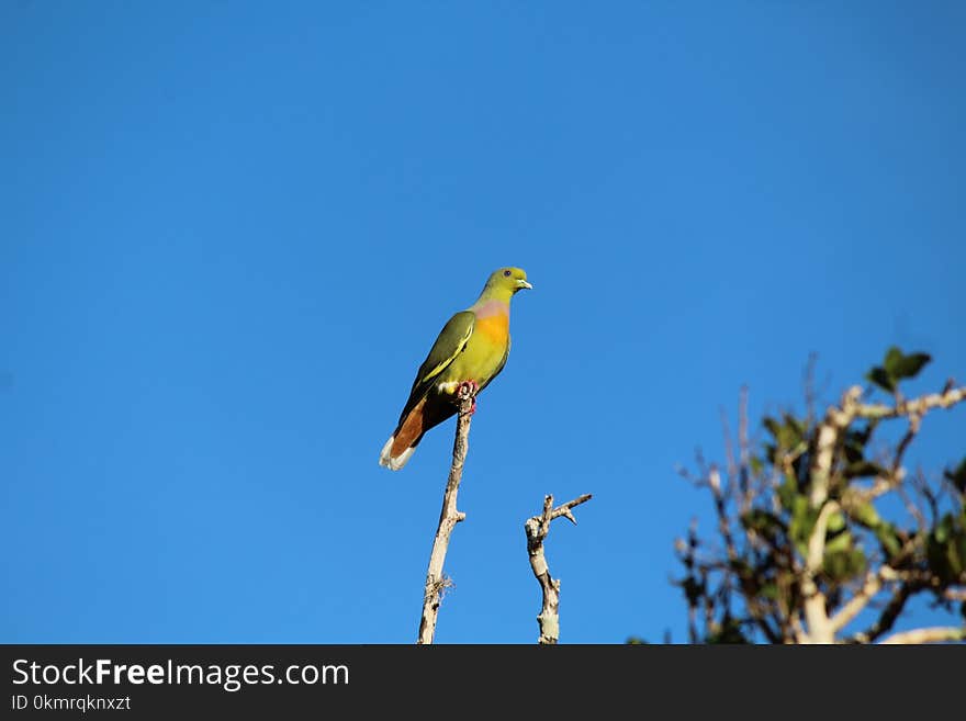 Bird, Sky, Beak, Fauna