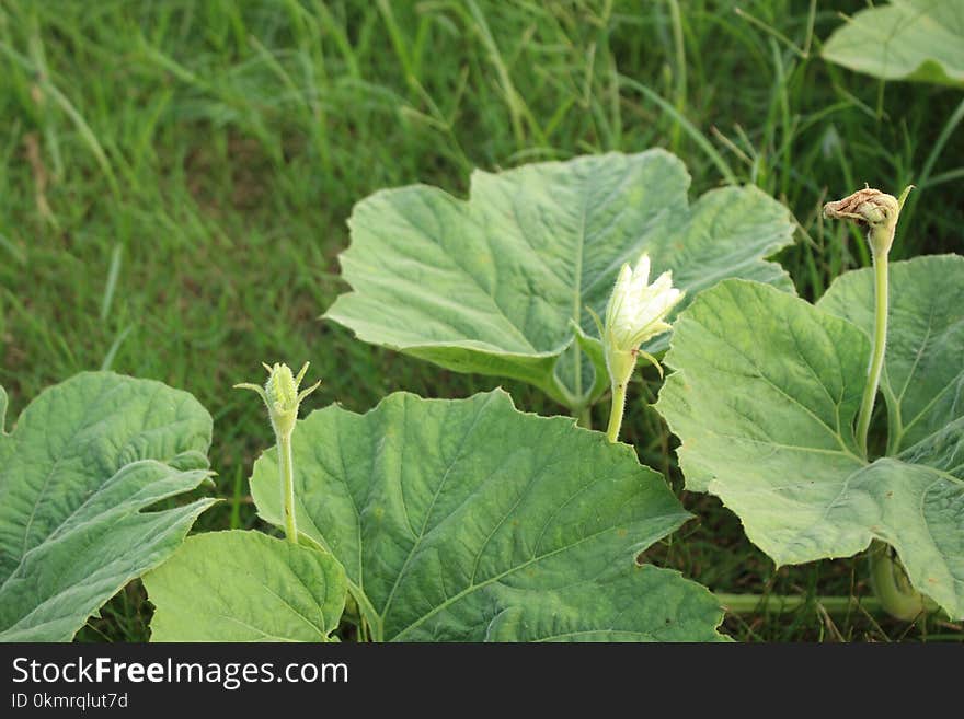 Plant, Leaf, Cash Crop, Herb