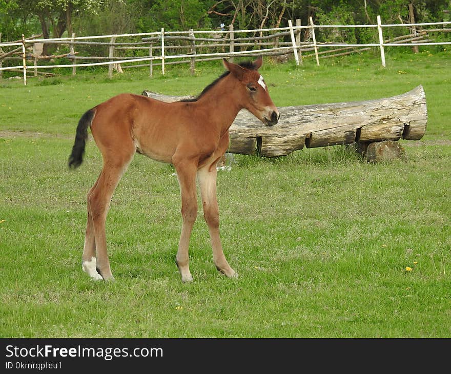 Horse, Pasture, Foal, Mare