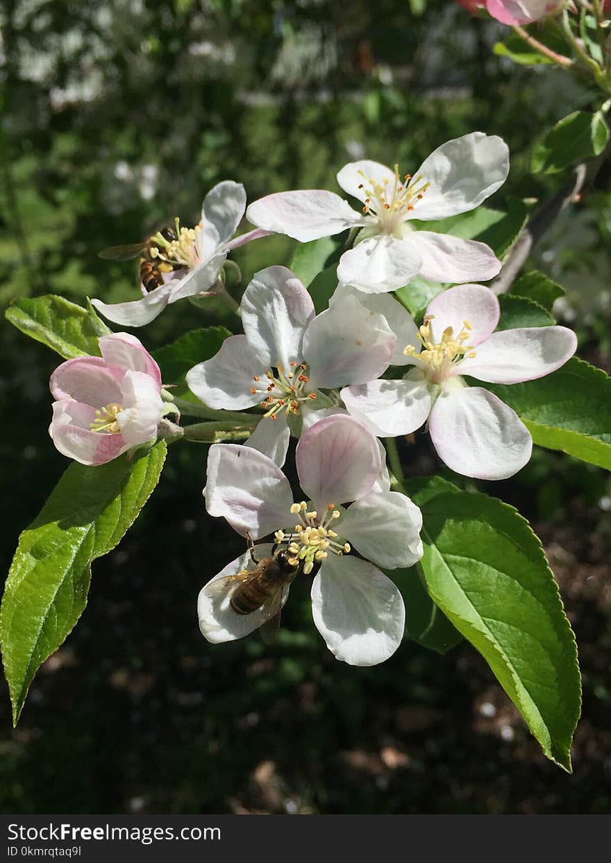 Blossom, Flora, Spring, Pollinator