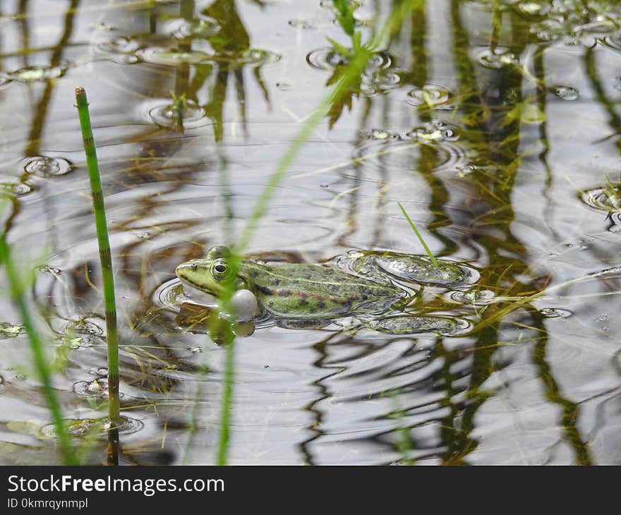 Water, Fauna, Amphibian, Flora