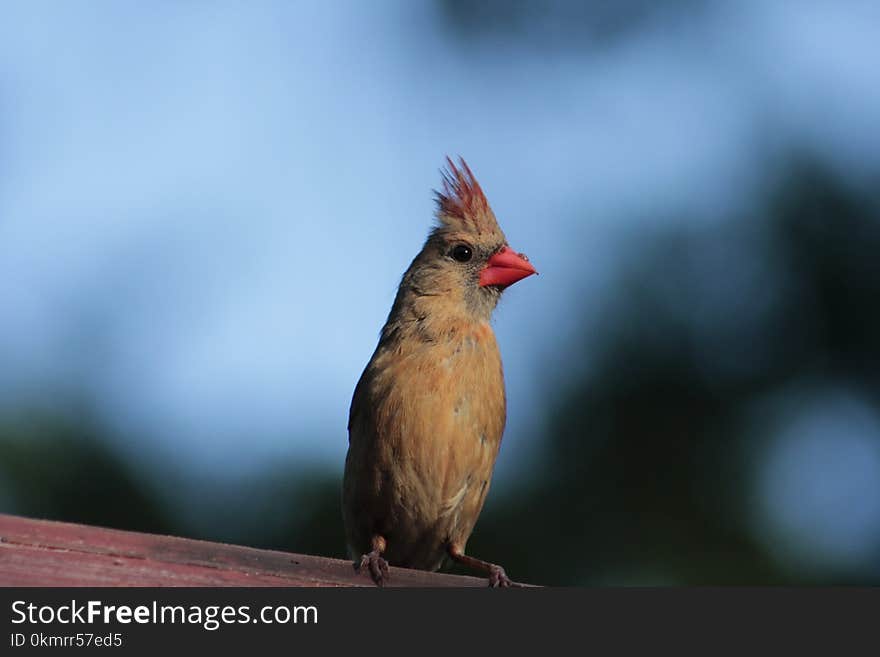 Bird, Beak, Fauna, Finch